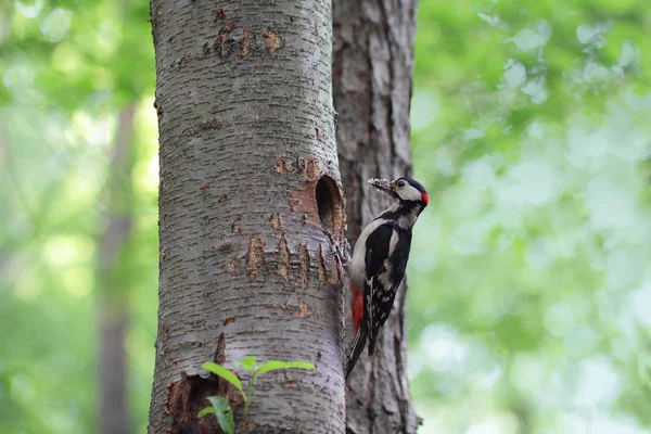 啄木鸟在他窝附近的一棵树上 — 图库照片