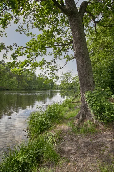 Ağaçlar parktaki gölün kıyısında