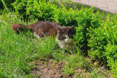 Kedi bir şehir çimenlikte güneşten gizler. Evcil hayvan