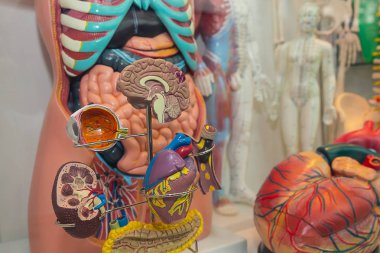 Tıbbi eğitim el kitabı kişinin iç organlar. Anatomi