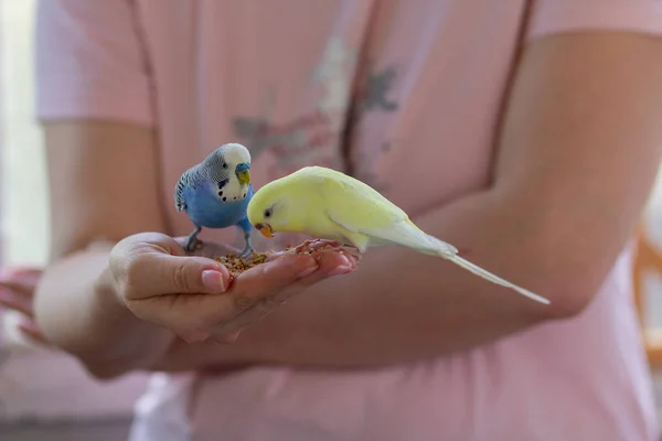 Κυματιστές Παπαγάλους Τρώνε Ανθρώπινα Χέρια Κατοικίδια Ζώα — Φωτογραφία Αρχείου