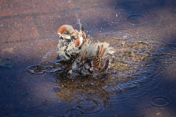 スズメは 日中の暑さの水たまりで泳ぐ — ストック写真