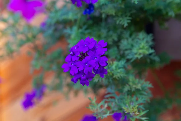 Phloxes Violets Sur Lit Fleurs Urbain Close Fleurs — Photo
