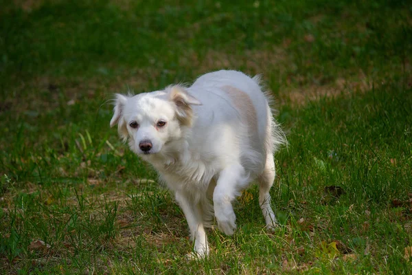 在公园里失去了受惊的白狗 — 图库照片