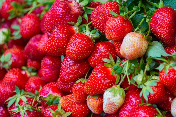 Beeren Von Reifen Erdbeeren Auf Dem Tresen Großaufnahme Lebensmittel — Stockfoto