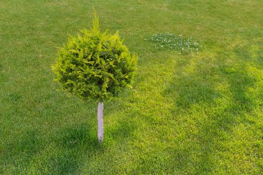 Dekoratif ağaçlar gün güneşli yaz yeşil çim ile