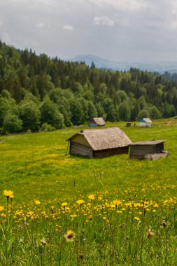Alan çiçek ve çiftlik düz bir dağda. Karpatlar, Ukrayna