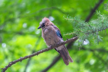 Jay ormandaki bir dalı üzerinde oturuyor. Kuşlar