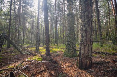 Yaprak döken orman güneşli bir günde yaktı. Doğa