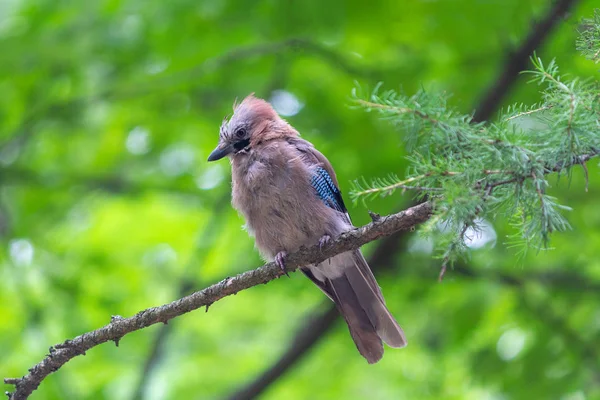 stock image Jay is sitting on a branch in the forest. Birds