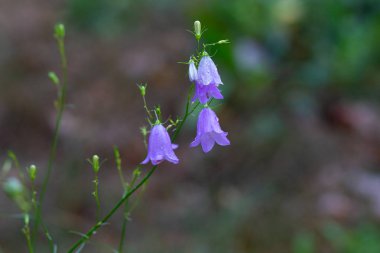 Bir orman glade üzerinde mavi çiçekler çanları. Doğa