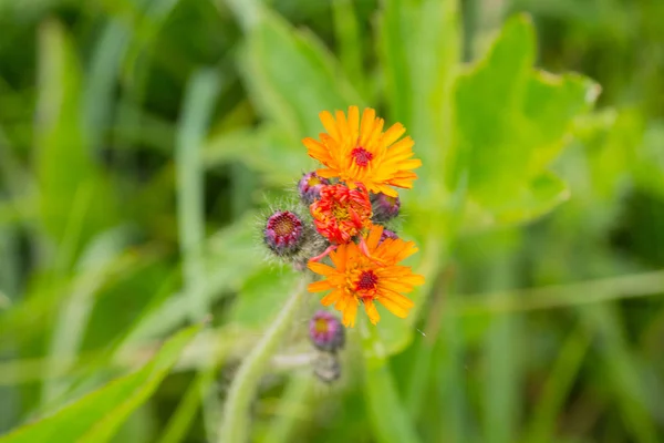 素朴な草原のオレンジ色の野の花 — ストック写真