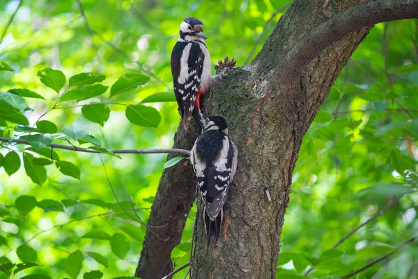 Двоє Дятлів Сидять Дереві Парку Птахи — стокове фото