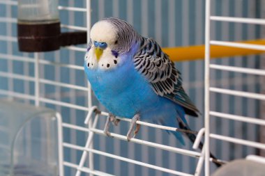 Mavi dalgalı papağan kafesi çıkışında oturur. Kuşlar