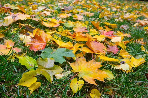 Kleurrijke Herfst Esdoorn Bladeren Een Achtergrond Van Groen Gras Herfst — Stockfoto