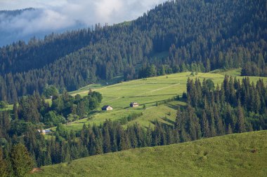 Güzel manzara düz dağ ve dağ sis. Karpatlar, Ukrayna