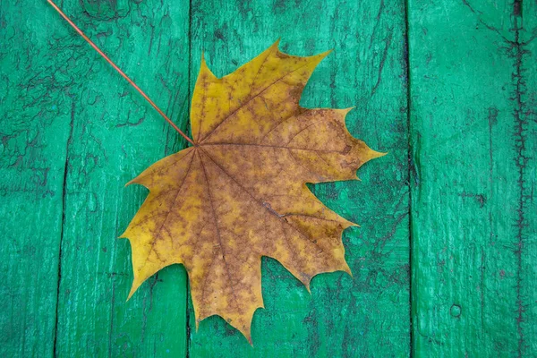 木製の背景を秋の紅葉をクローズ アップ — ストック写真