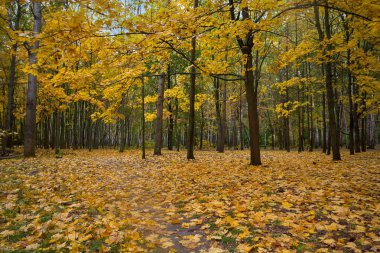 Düşen yapraklar ve ağaçlar bir park. Sonbahar
