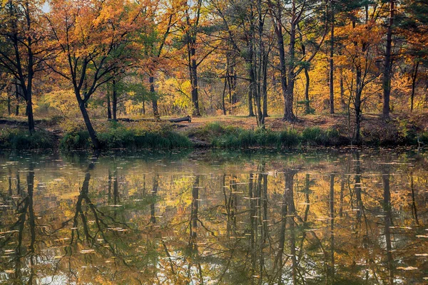 Желтые Осенние Деревья Отражаются Поверхности Озера Природа — стоковое фото