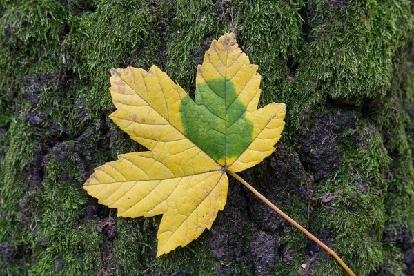 Allen Folha Amarela Encontra Musgo Verde Natureza — Fotografia de Stock