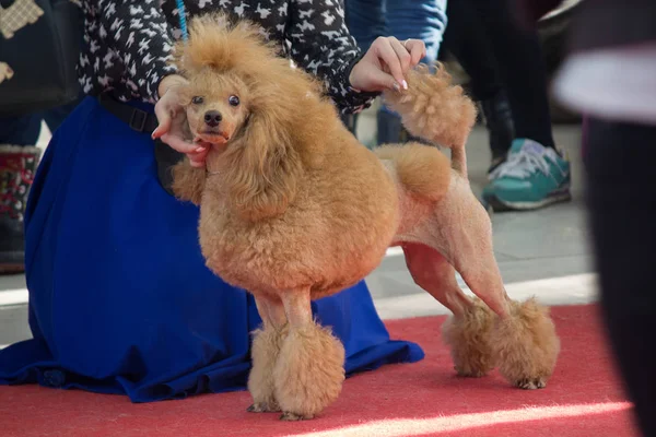 Safkan bir hoya sergisi ile fino köpeği. Köpekler