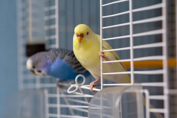 Δύο Παπαγάλοι Κάθονται Στην Έξοδο Του Κλουβιού Πτηνά — Φωτογραφία Αρχείου