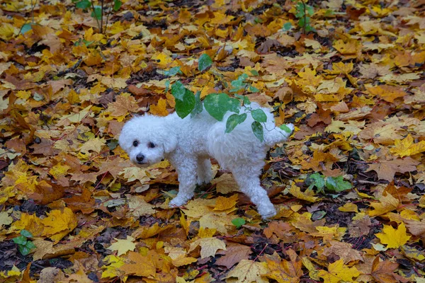 Cane bianco puro cammina in un parco autunnale. Animali domestici — Foto Stock