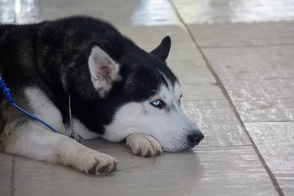 Smart Husky Lies Floor Dogs — Stock Photo, Image
