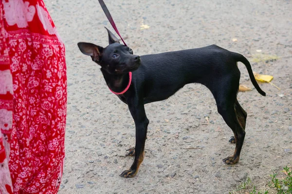 Flaco Negro Perros Raza Pura Paseo Con Anfitriona Mascotas — Foto de Stock