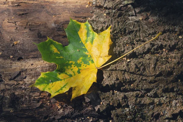 落在老树树皮上的黄绿色的叶子 — 图库照片
