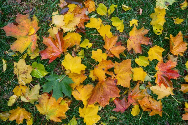 Kleurrijke Herfst Esdoorn Bladeren Een Achtergrond Van Groen Gras Herfst — Stockfoto