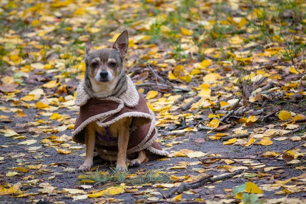 Dog Raincoat While Walking Autumn Park Pets — Stock Photo, Image