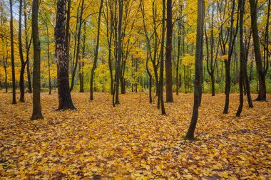 Sonbahar Park Altın yaprağı düşmüş. Doğa