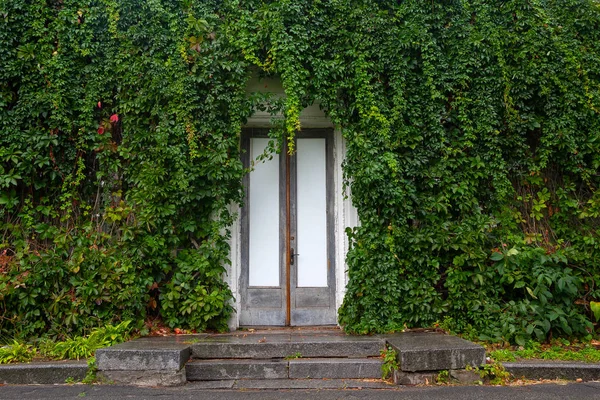 White door in the ivy wall. Nature