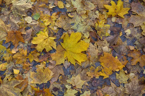 Gevallen Herfstbladeren Grond Natuurlijke Achtergrond — Stockfoto