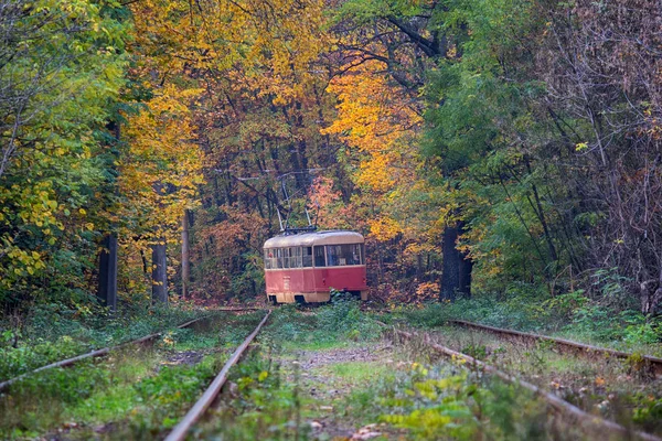 红色的电车旅行在隧道里的秋天的树木 乌克兰 — 图库照片