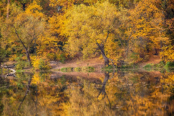 Gelbe Herbstbäume Spiegeln Sich Auf Der Oberfläche Des Sees Natur — Stockfoto