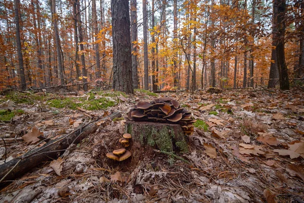 在秋季森林的松树树桩上生长的五颜六色的不能食用的蘑菇 — 图库照片