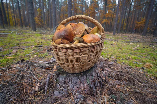 Cogumelos Uma Cesta Uma Clareira Floresta — Fotografia de Stock