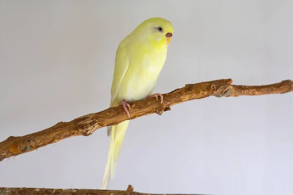 Gelber, welliger Papagei sitzt auf einem Ast. Vögel — Stockfoto