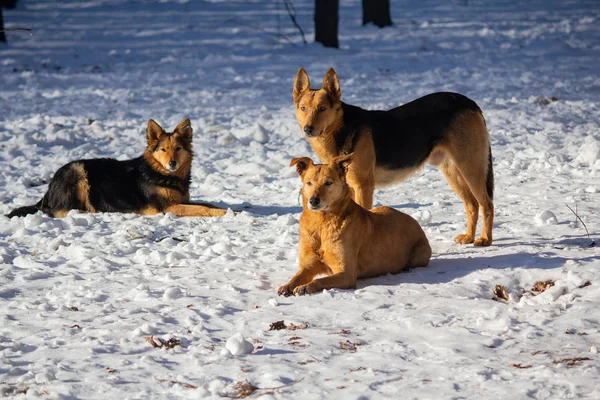 Homeless Dog White Snow Pets — Stock Photo, Image