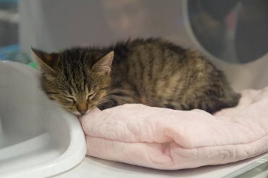 Noel topları ve Vitrin dekorasyon olarak padarkas. Tatil satış