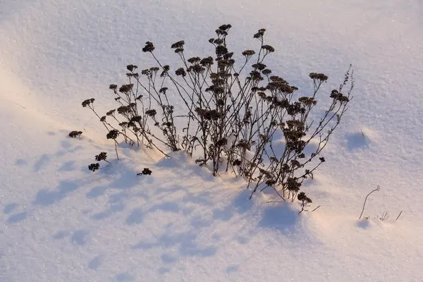 Sušené Rostliny Sněhem Osvětlena Nízký Úhel Slunce Příroda — Stock fotografie