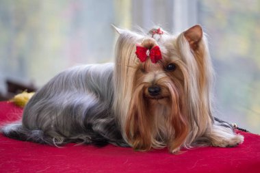 Yorkshire terrier Köpek şovuna performansta önce. Köpekler