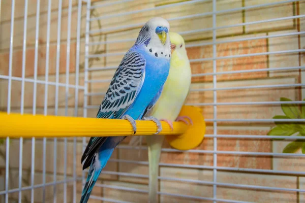 Pair Wavy Parrots Cage Birds — Stock Photo, Image