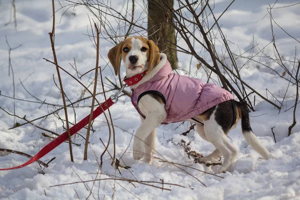 Purebred Puppy Clothes Winter Walk Dogs — Stock Photo, Image