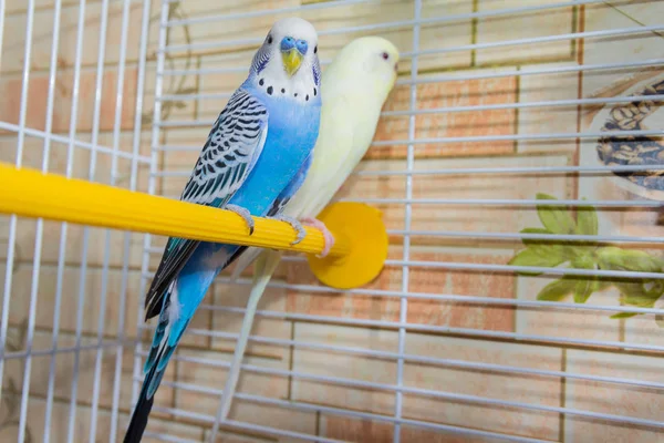 Par Loros Ondulados Una Jaula Aves — Foto de Stock