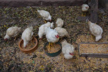 Çiftlik üzerinde tavuk kümesi tavuk. Tarım