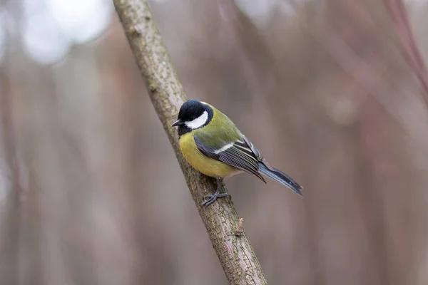 Ağaç Dalı Kış Parkta Oturan Baştankara Kuşlar — Stok fotoğraf