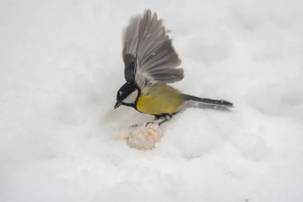 Kuş Baştankara Kış Park Kıçta Uçar — Stok fotoğraf